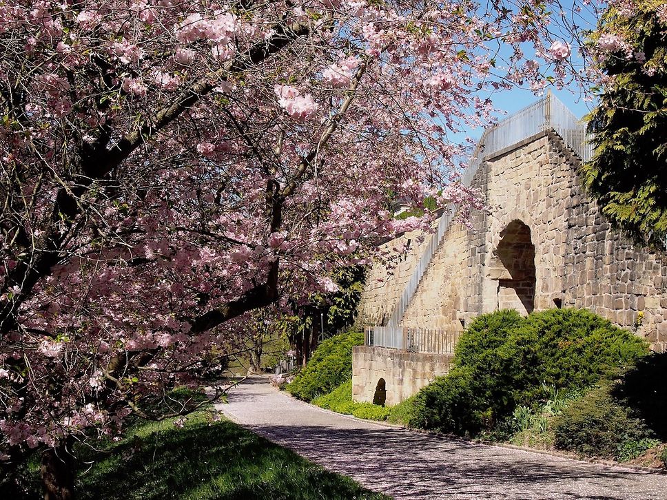 Es duftet wunderbar im Pomeranzengarten Leonberg im Frühling. 