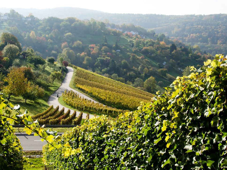 Weinreben_Haase